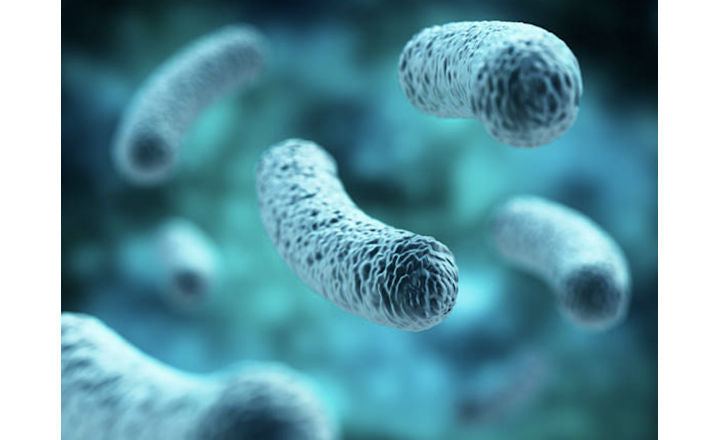 Terreno Selettivo per Legionella spp. - Soluzione Avanzata per la Rilevazione Sicura 20 piastre da 90 mm