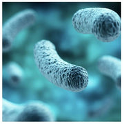 Terreno selettivo per la ricerca ed il conteggio di Legionella spp, secondo ISO 11731 Legionella BCYE + AB Agar - Conf. 20 piastre 90 mm