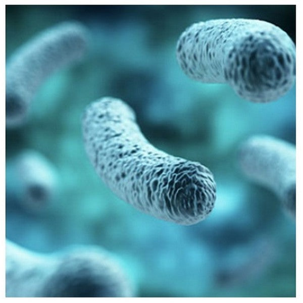Terreno selettivo per la ricerca ed il conteggio di Legionella spp, secondo ISO 11731 Legionella BCYE + AB Agar - Conf. 20 piastre 90 mm