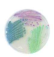 Chromatic Candida confezione da 20 piastre da 90 mm