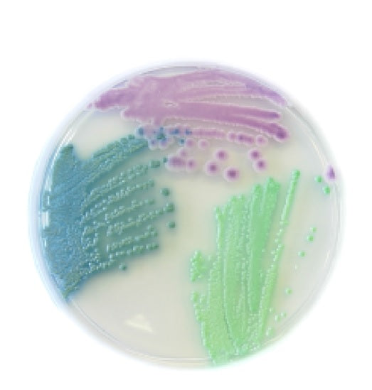 Chromatic Candida confezione da 20 piastre da 90 mm