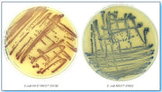 Chromatic  E.coli O157 - Piastre da 90 mm pronte all’uso - Conf.20 pz.