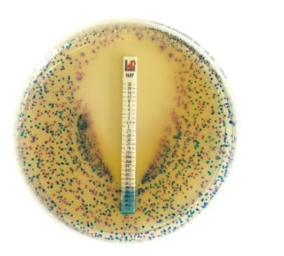 Chromatic™ MH è un terreno cromogenico (base Mueller Hinton) 20 piastre