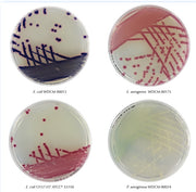 Chromatic Coliform Agar ISO 20 piastre da 90 mm