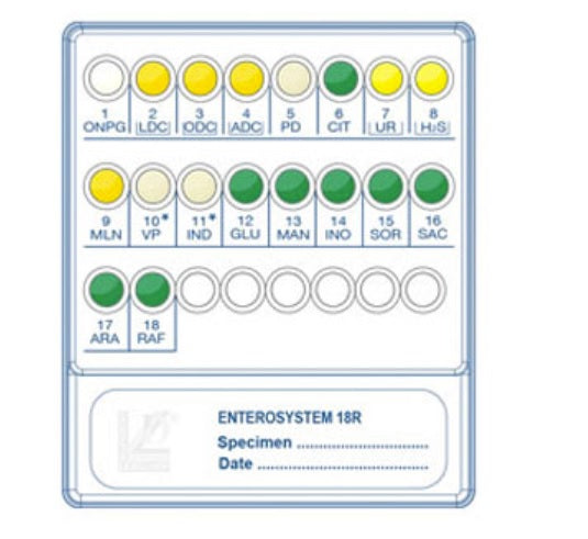 Identificazione biochimica di Enterobatteri Gram-negativi ossidasi-negativi Enterosystem 18R 20 test
