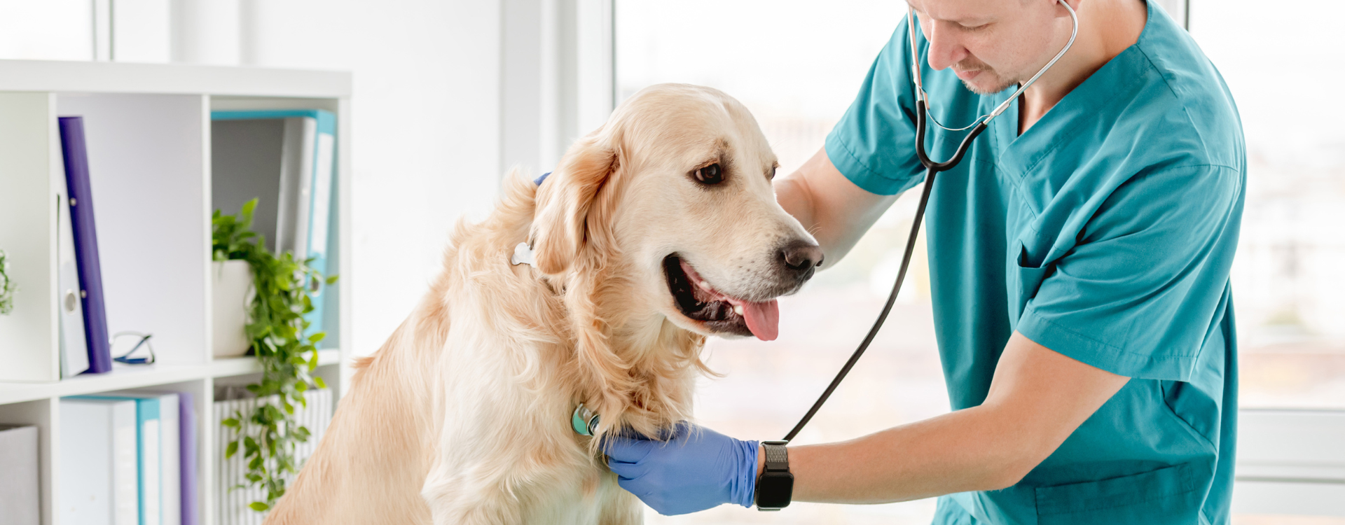 Veterinario con cane